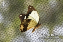 Mocker Swallowtail butterfly