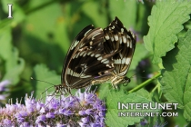 Mocker-Swallowtail-(male)-Papilio-dardanus-butterfly 