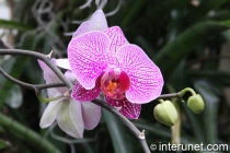 Moth-Orchid