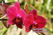 Moth-Orchid-Phalaenopsis-Hybrid-Orchidaceae
