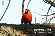 Northern-cardinal-red-bird