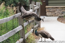 Peahen bird jumping from the fence