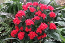 Poinsettia-Euphorbia-Pulcherrima