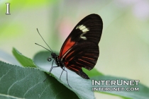 Postman-Butterfly-Heliconius-Melpomene-South Africa