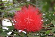 Red-Powderpuff-Calliandra-haematocephala 