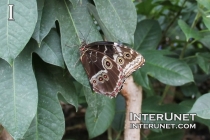 Tawny Owl Butterfly
