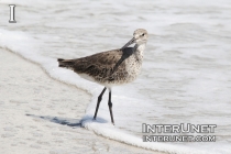 bird-on-the-ocean