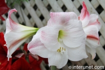 white-amaryllis-flower