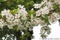 amazing-flowering-tree