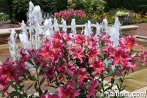 amazing-flowers-in-front-of-fountain
