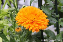 amazing-orange-flower