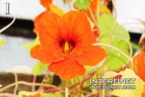 amazing-orange-flower