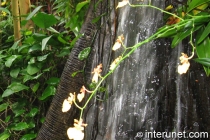 amazing-waterfall-in-the-garden