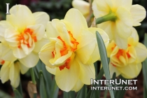 amazing-yellow-daffodils