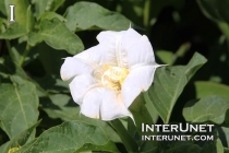 an-amazing-white-flower