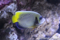 angelfish-in-aquarium