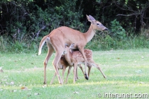 baby-deer-drink-milk-from-their-mother
