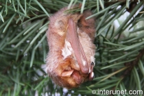 bat-hibernating-on-a-pine-tree