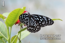 butterfly-on-the-flower