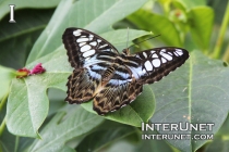 beautiful-butterfly 