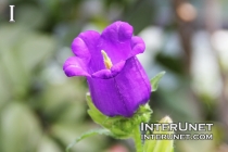 flower-purple-beautiful
