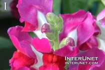 beautiful-flower