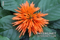 beautiful-orange-flower