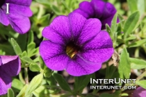 beautiful-purple-flower