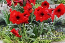 beautiful-red-flowers