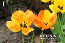 amazing-tulips