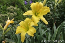 beautiful-yellow-flowers