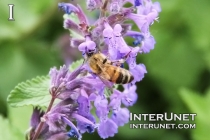 bee-on-the-purple-flower