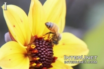bee-on-yellow-flower 