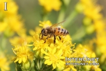 bee-on-yellow-flower