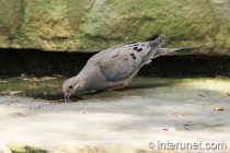 bird-drinks-water