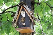 bird-house-on-oak-tree