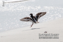 bird-landing-on-the-beach