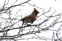 amazing-bird-with-mohawk-on-the-tree