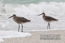 birds-on-the-beach