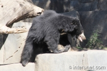 black-bear