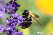 black-bee-on-purple-flower