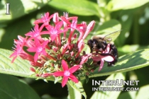 bumble-bee-on-flower
