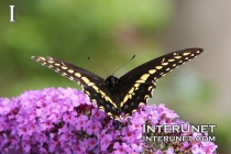 butterfly-on-purple-flower