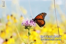 amazing-butterfly-on-the-flower