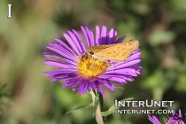 butterfly-on-the-flower