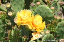 cactus-flowers