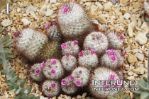 cactus-with-pink-flowers