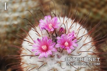 cactus-with-pink-flowers