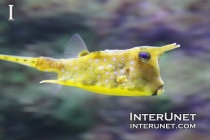 underwater-creature