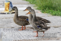 curious-ducks